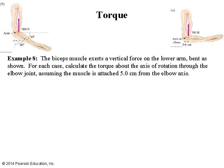 Torque Example 8: The biceps muscle exerts a vertical force on the lower arm,