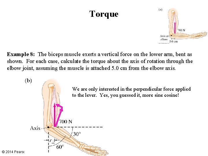 Torque Example 8: The biceps muscle exerts a vertical force on the lower arm,