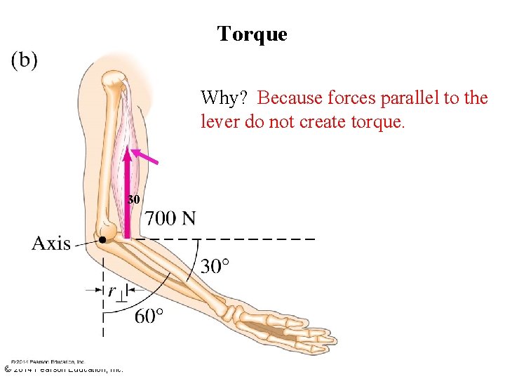 Torque Why? Because forces parallel to the lever do not create torque. 30 ©