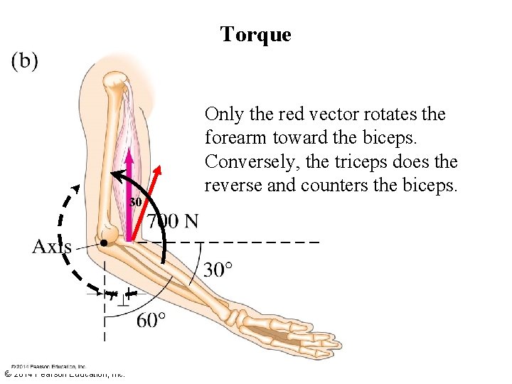 Torque 30 © 2014 Pearson Education, Inc. Only the red vector rotates the forearm