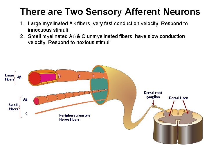 There are Two Sensory Afferent Neurons 1. Large myelinated A fibers, very fast conduction There are Two Sensory Afferent Neurons 1. Large myelinated A fibers, very fast conduction