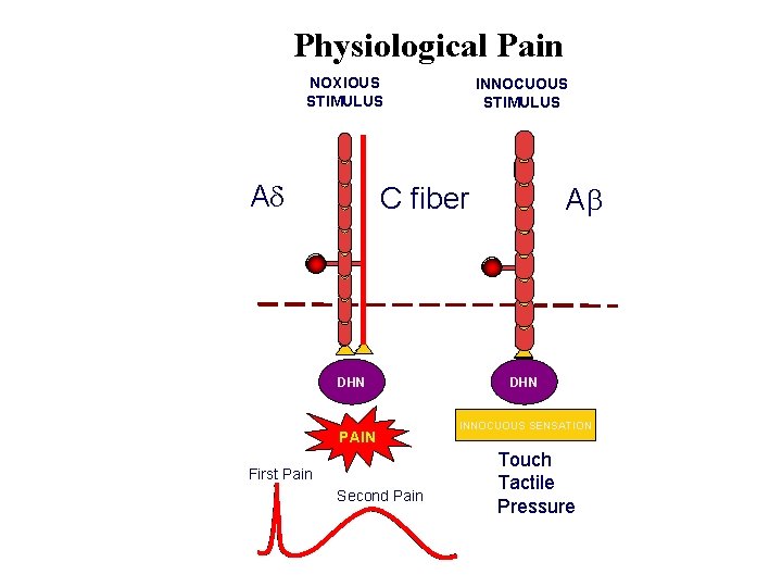 Physiological Pain NOXIOUS STIMULUS A INNOCUOUS STIMULUS C fiber DHN PAIN First Pain Second