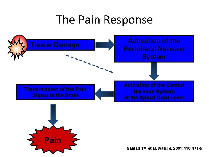 The Pain Response Tissue Damage Transmission of the Pain Signal to the Brain Activation The Pain Response Tissue Damage Transmission of the Pain Signal to the Brain Activation