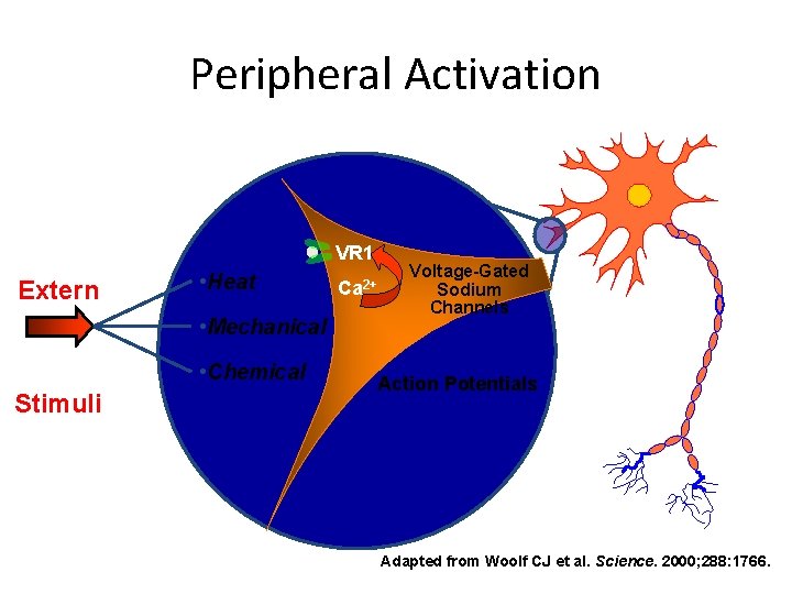 Peripheral Activation VR 1 Extern al • Heat • Mechanical • Chemical Stimuli Ca