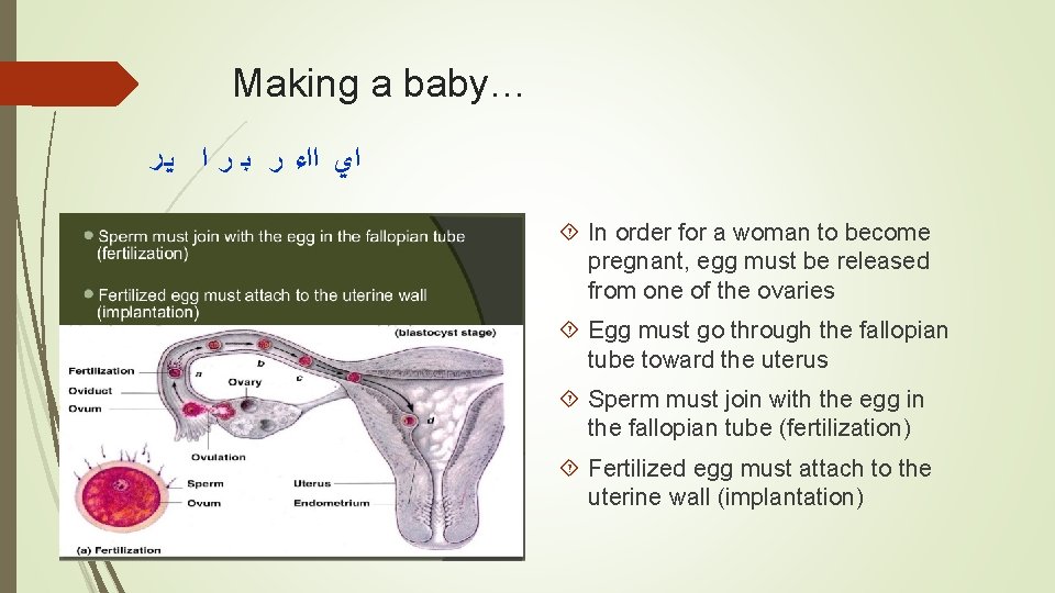 Making a baby… ﺍﻱ ﺍﺍﺀ ﺭ ﺑ ﺭ ﺍ ﻳﺮ In order for a