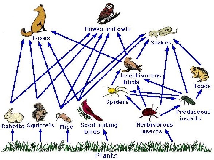 Food web. 