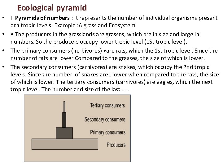 Ecological pyramid • I. Pyramids of numbers : It represents the number of individual