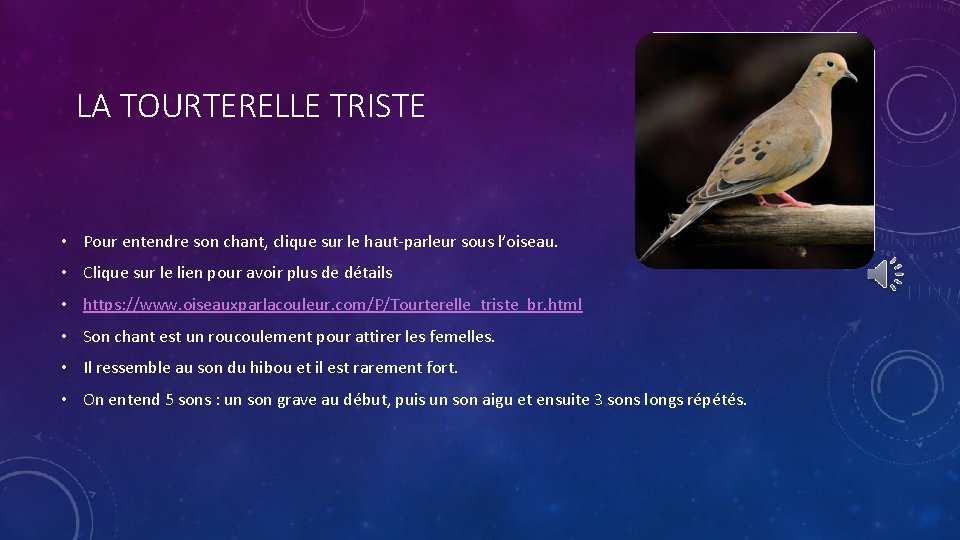 LA TOURTERELLE TRISTE • Pour entendre son chant, clique sur le haut-parleur sous l’oiseau.