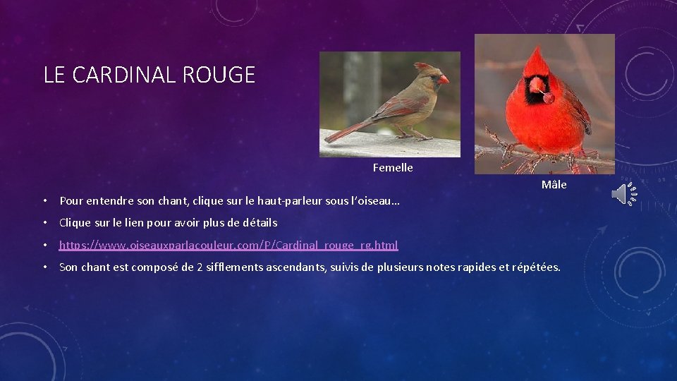 LE CARDINAL ROUGE Femelle Mâle • Pour entendre son chant, clique sur le haut-parleur
