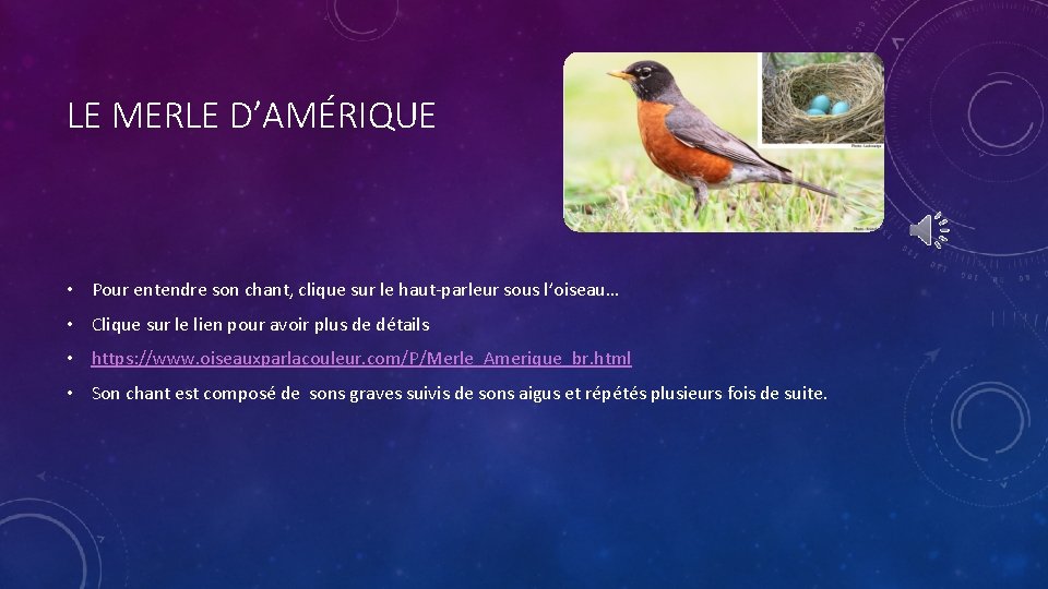 LE MERLE D’AMÉRIQUE • Pour entendre son chant, clique sur le haut-parleur sous l’oiseau…