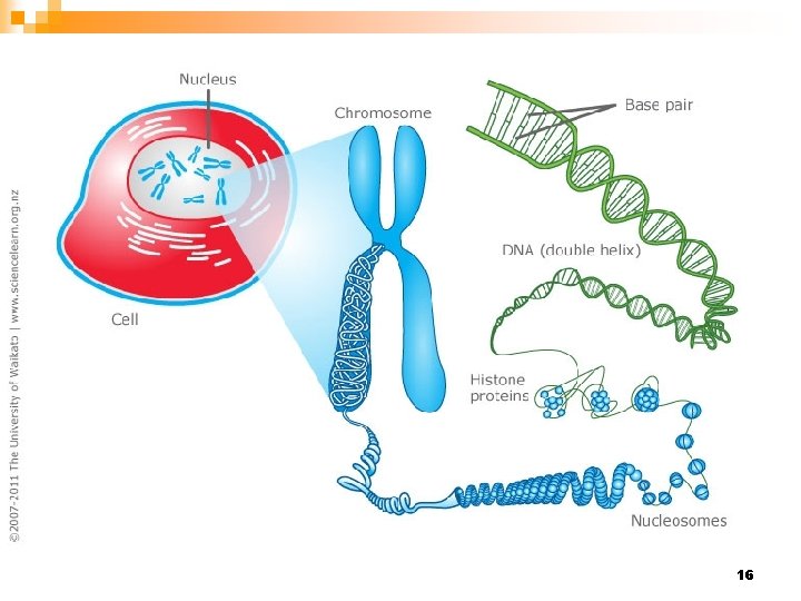 Genetic Material Visual Concept Chromatin DNA Chromosome Nucleotides 16 