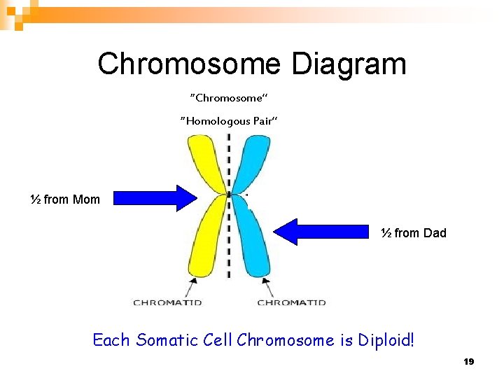 Chromosome Diagram “Chromosome” “Homologous Pair” ½ from Mom ½ from Dad Each Somatic Cell