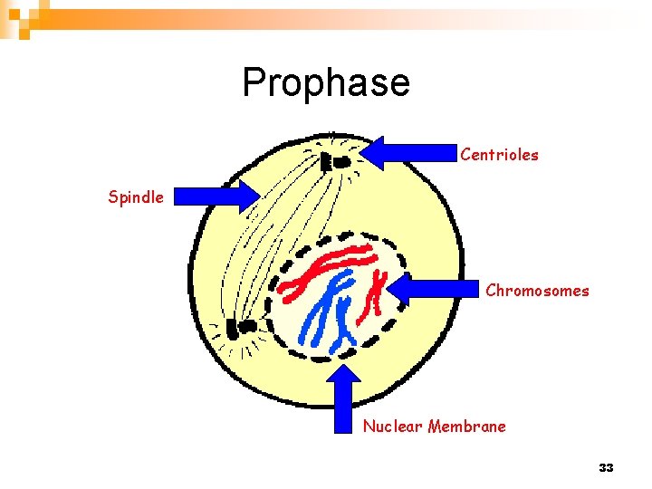 Prophase Centrioles Spindle Chromosomes Nuclear Membrane 33 