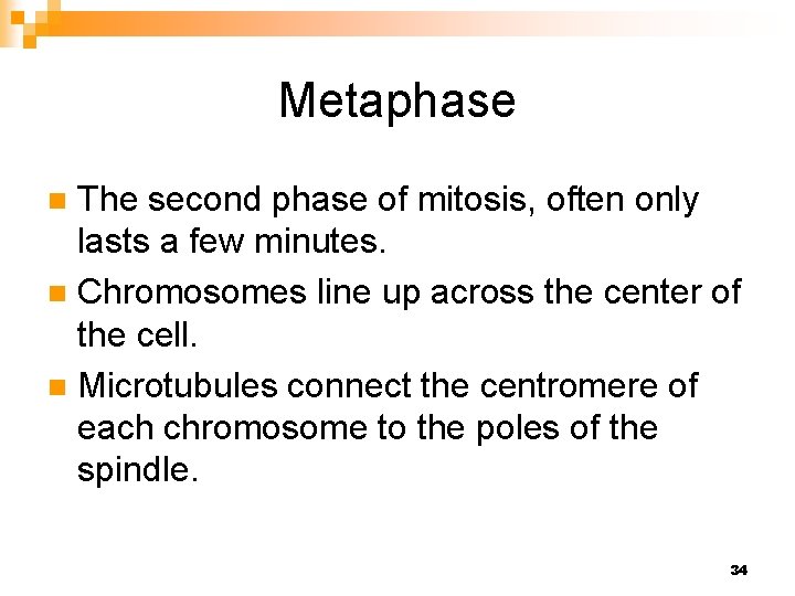 Metaphase The second phase of mitosis, often only lasts a few minutes. n Chromosomes