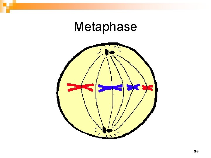 Metaphase 35 