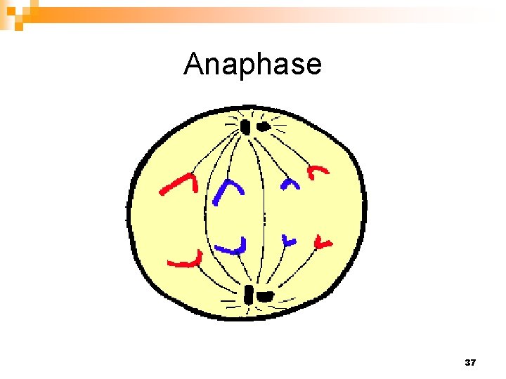 Anaphase 37 
