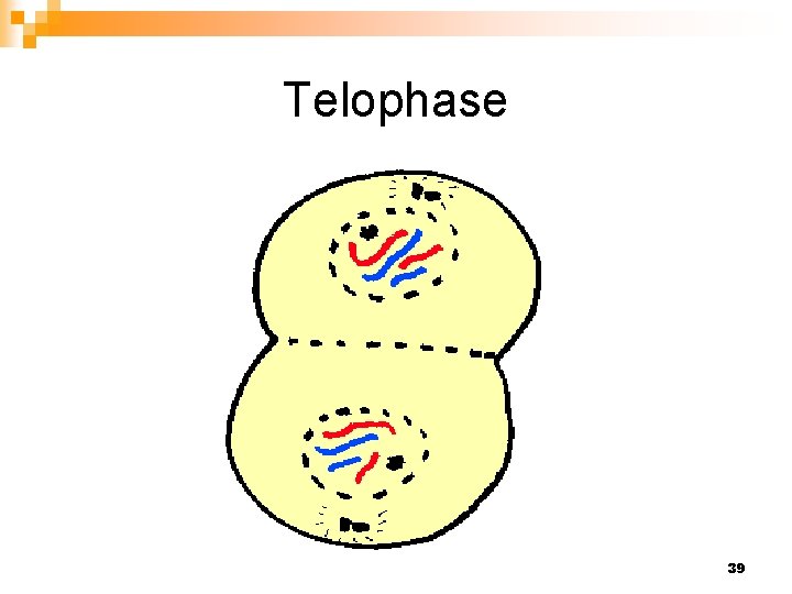 Telophase 39 