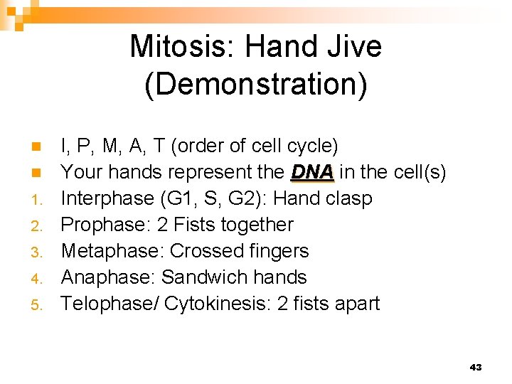 Mitosis: Hand Jive (Demonstration) n n 1. 2. 3. 4. 5. I, P, M,
