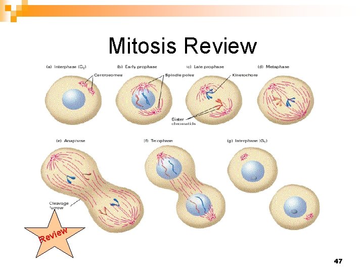 Mitosis Review w ie Rev 47 