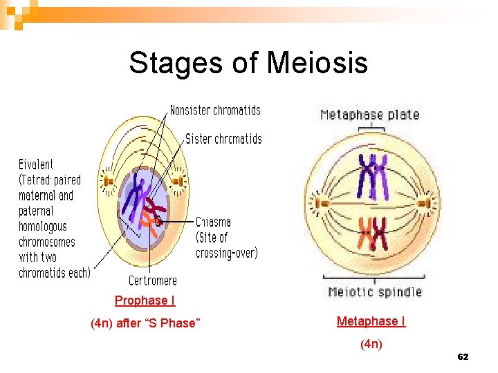 Stages of Meiosis Prophase I (4 n) after “S Phase” Metaphase I (4 n)