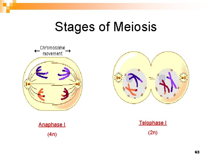 Stages of Meiosis Anaphase I Telophase I (4 n) (2 n) 63 