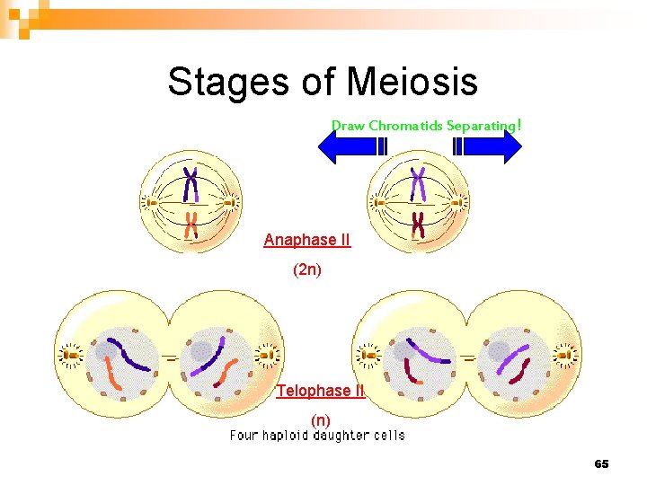 Stages of Meiosis Draw Chromatids Separating! Anaphase II (2 n) Telophase II (n) 65