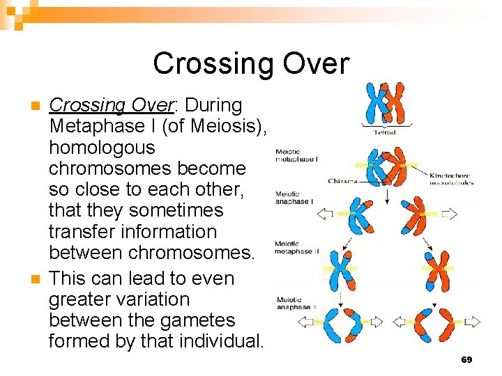 Crossing Over n n Crossing Over: During Metaphase I (of Meiosis), homologous chromosomes become
