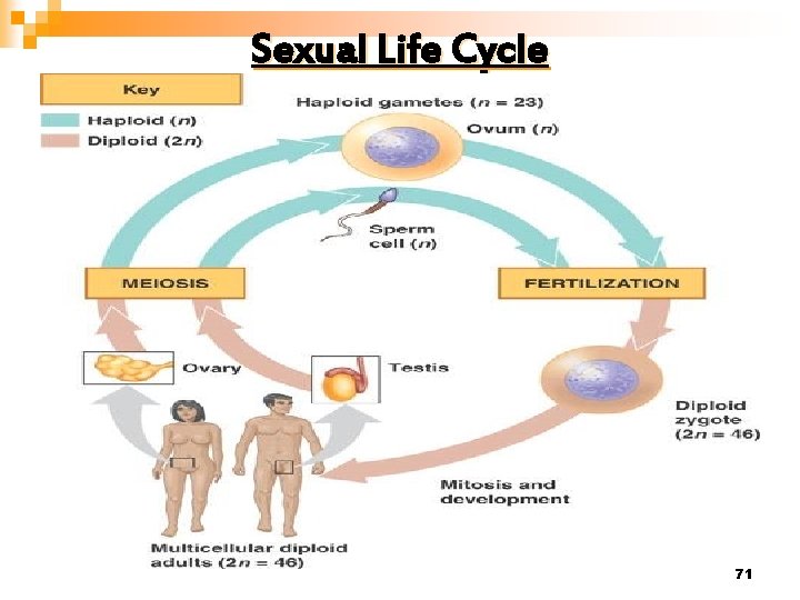 Sexual Life Cycle 71 