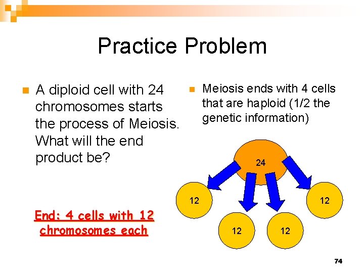 Practice Problem n A diploid cell with 24 chromosomes starts the process of Meiosis.