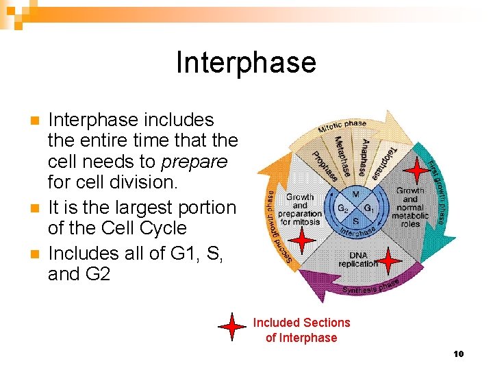 Interphase n n n Interphase includes the entire time that the cell needs to
