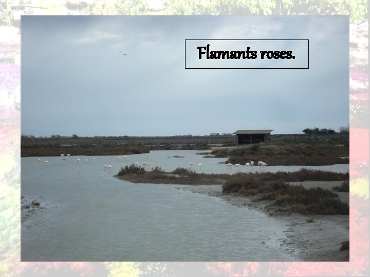Flamants roses. 