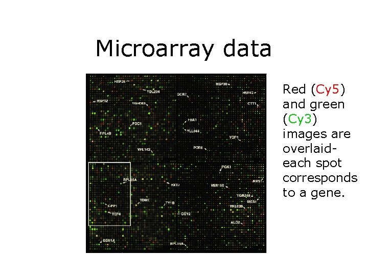 Microarray data Red (Cy 5) and green (Cy 3) images are overlaideach spot corresponds