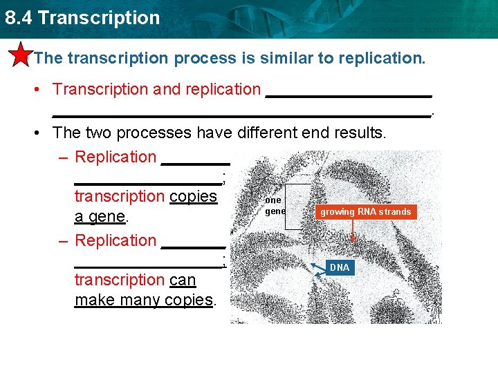 8. 4 Transcription The transcription process is similar to replication. • Transcription and replication