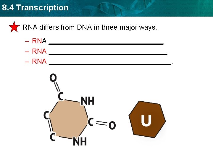 8. 4 Transcription • RNA differs from DNA in three major ways. – RNA