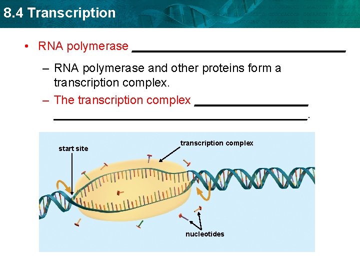 8. 4 Transcription • RNA polymerase ________________ – RNA polymerase and other proteins form