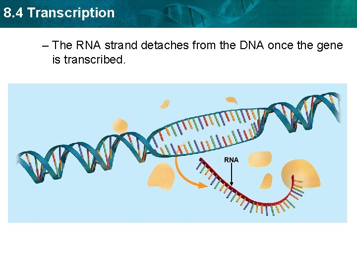 8. 4 Transcription – The RNA strand detaches from the DNA once the gene