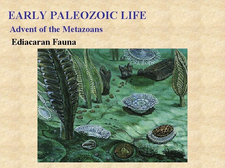 EARLY PALEOZOIC LIFE Advent of the Metazoans Ediacaran Fauna 