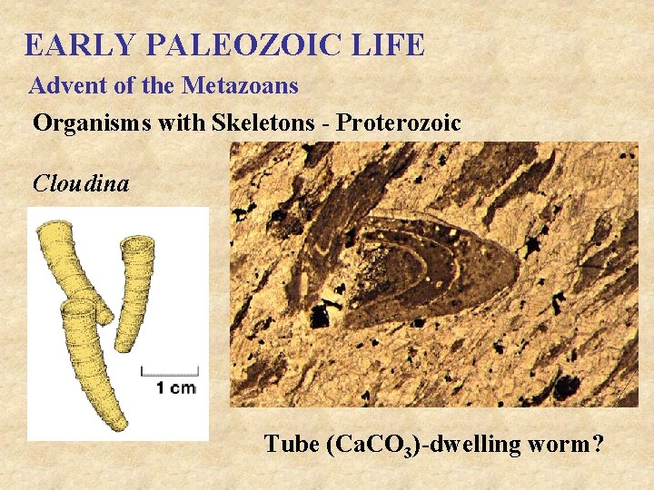 EARLY PALEOZOIC LIFE Advent of the Metazoans Organisms with Skeletons - Proterozoic Cloudina Tube