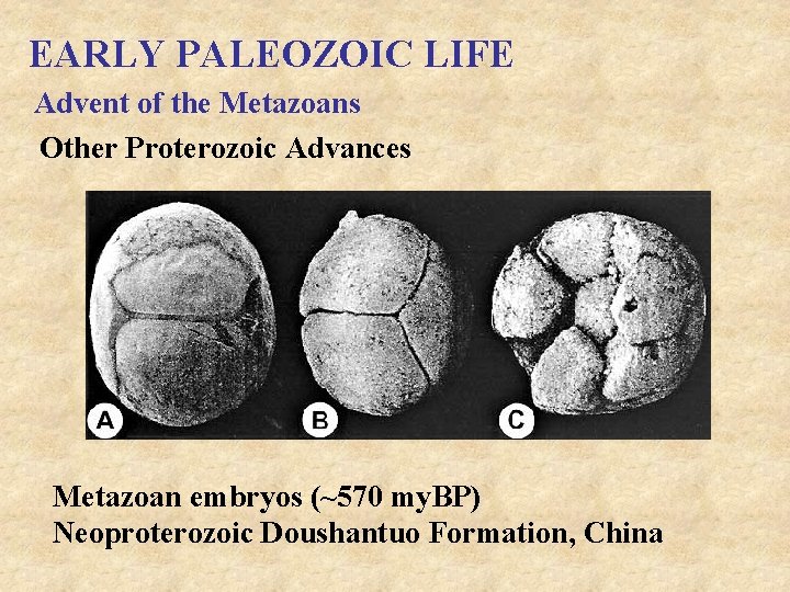 EARLY PALEOZOIC LIFE Advent of the Metazoans Other Proterozoic Advances Metazoan embryos (~570 my.