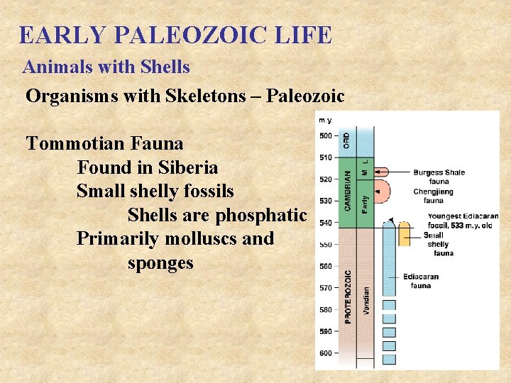 EARLY PALEOZOIC LIFE Animals with Shells Organisms with Skeletons – Paleozoic Tommotian Fauna Found