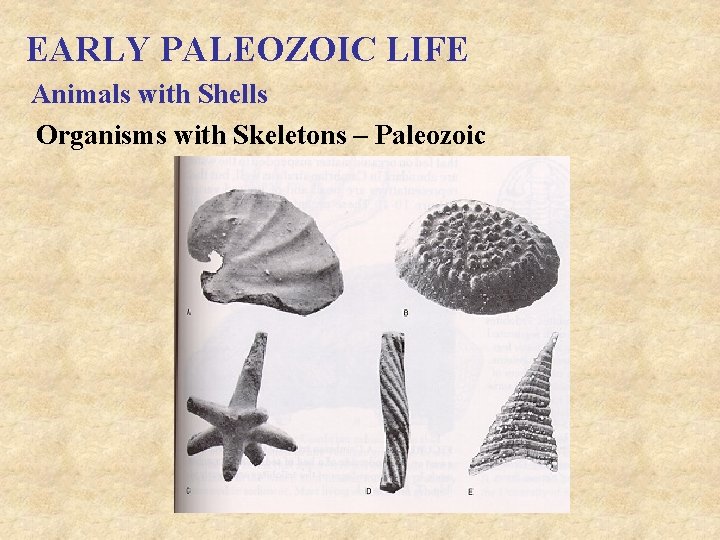 EARLY PALEOZOIC LIFE Animals with Shells Organisms with Skeletons – Paleozoic 