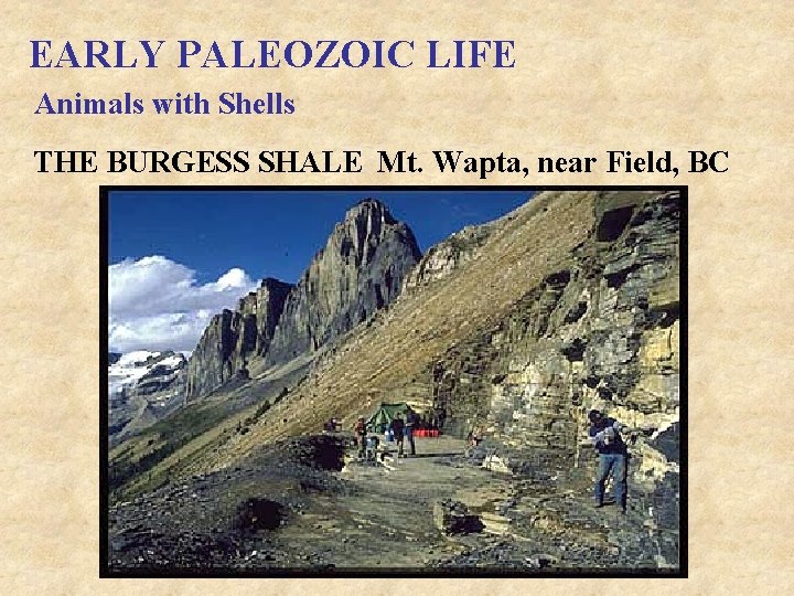 EARLY PALEOZOIC LIFE Animals with Shells THE BURGESS SHALE Mt. Wapta, near Field, BC