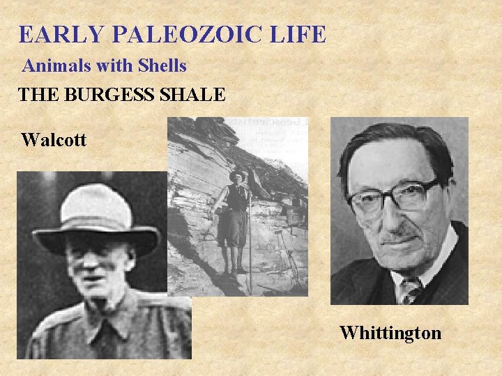 EARLY PALEOZOIC LIFE Animals with Shells THE BURGESS SHALE Walcott Whittington 