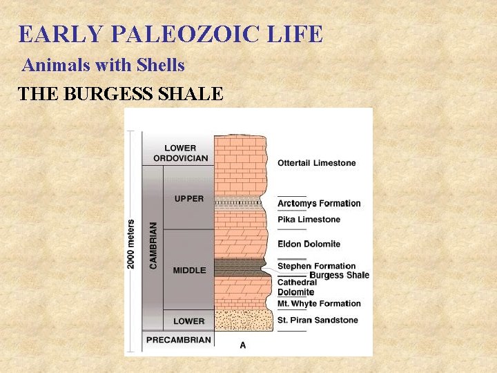 EARLY PALEOZOIC LIFE Animals with Shells THE BURGESS SHALE 