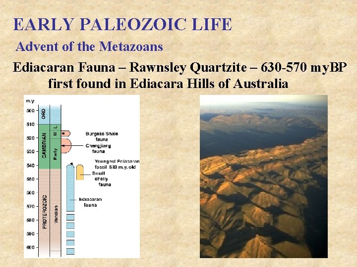 EARLY PALEOZOIC LIFE Advent of the Metazoans Ediacaran Fauna – Rawnsley Quartzite – 630
