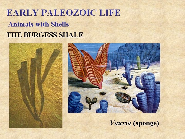 EARLY PALEOZOIC LIFE Animals with Shells THE BURGESS SHALE Vauxia (sponge) 