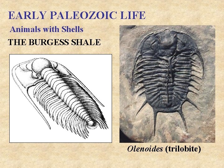 EARLY PALEOZOIC LIFE Animals with Shells THE BURGESS SHALE Olenoides (trilobite) 