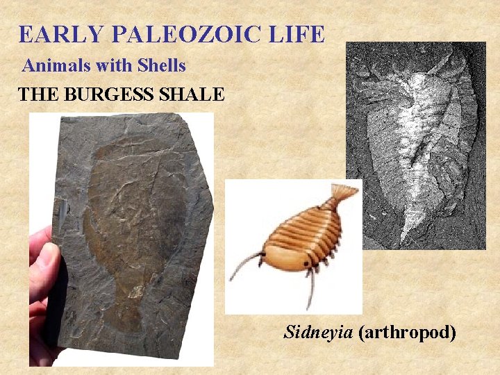 EARLY PALEOZOIC LIFE Animals with Shells THE BURGESS SHALE Sidneyia (arthropod) 