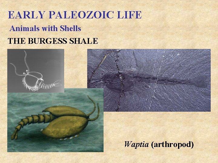 EARLY PALEOZOIC LIFE Animals with Shells THE BURGESS SHALE Waptia (arthropod) 