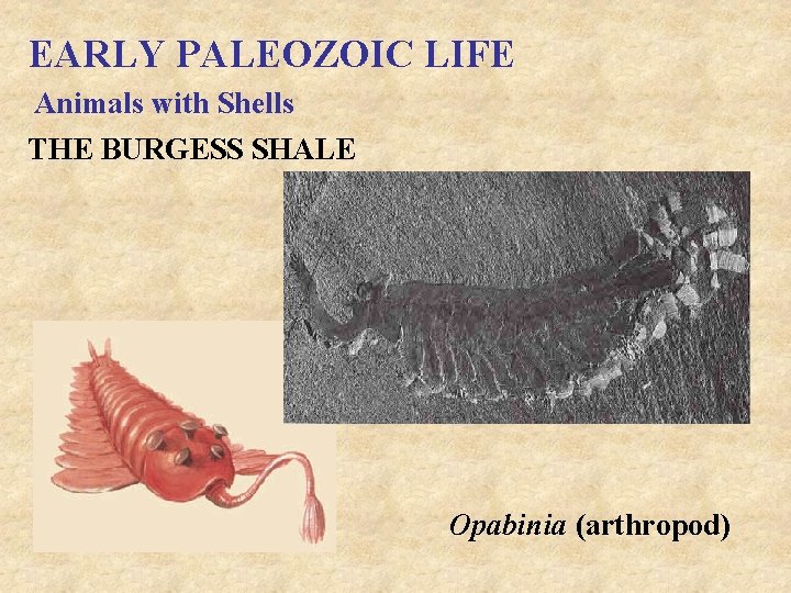 EARLY PALEOZOIC LIFE Animals with Shells THE BURGESS SHALE Opabinia (arthropod) 